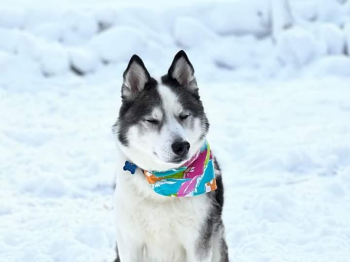 Pink Tallest Peaks Pet Bandana