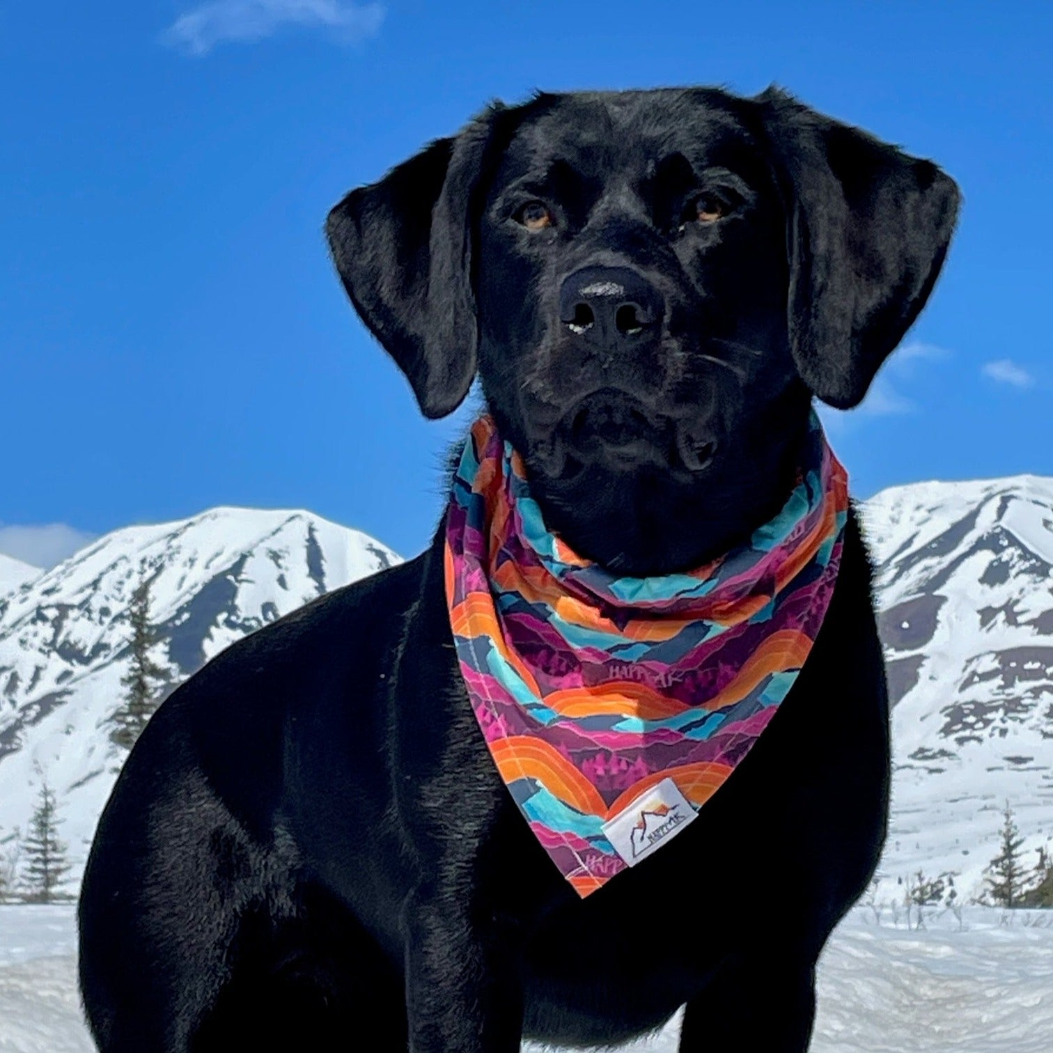 Denali Pet Bandana