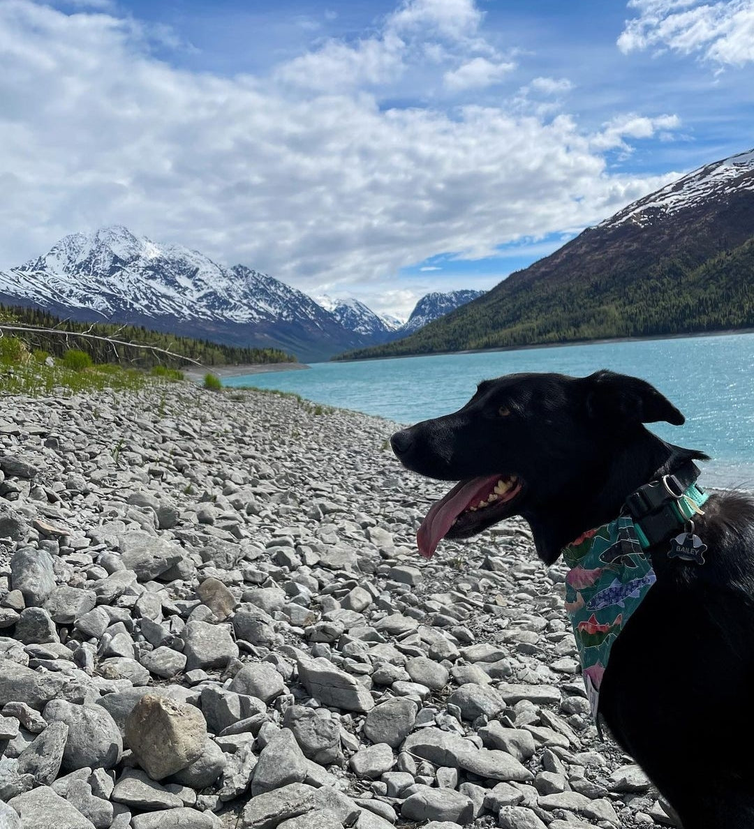Teal Alaska Fish Pet Bandana