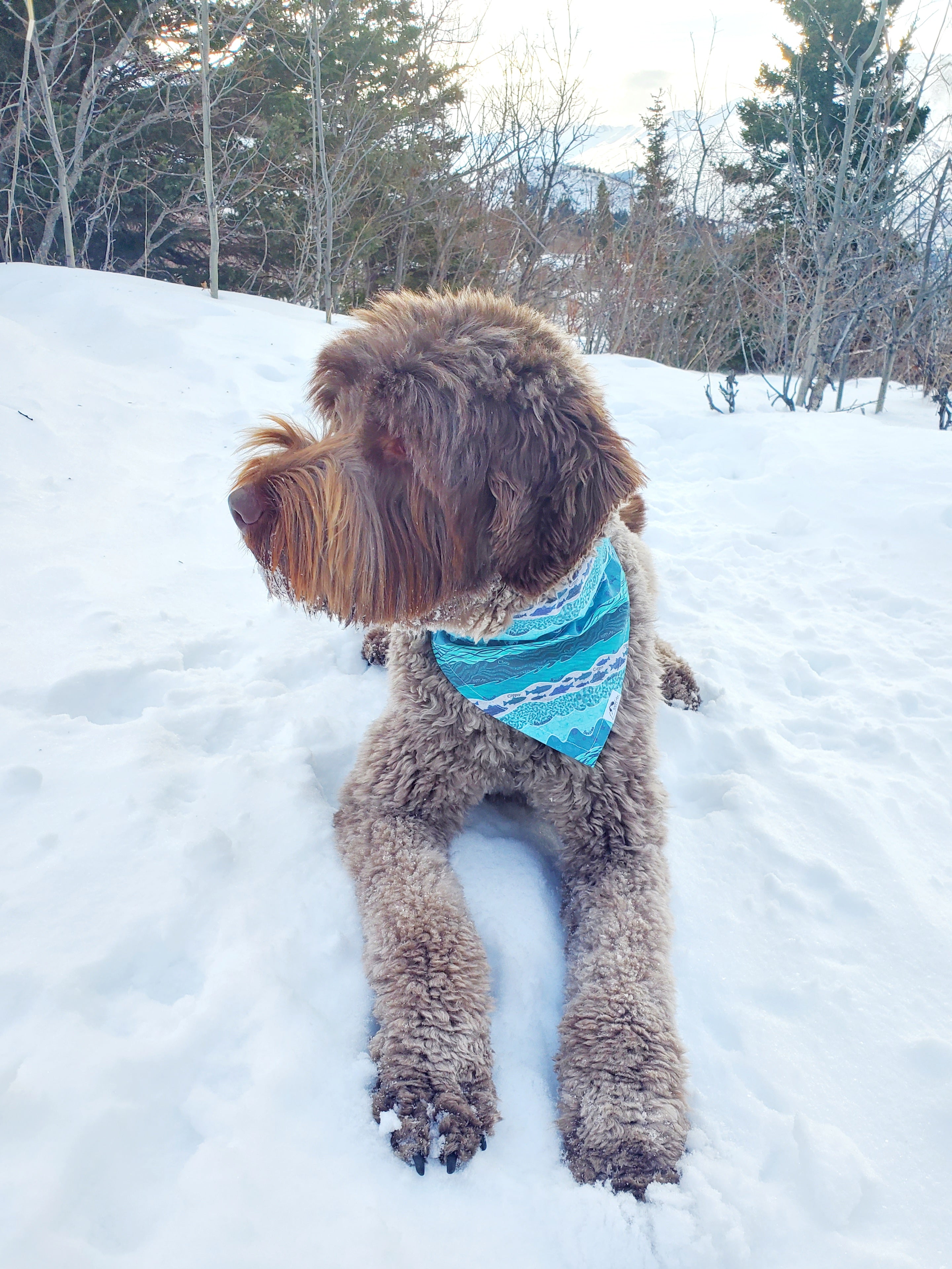 Rivers Pet Bandana