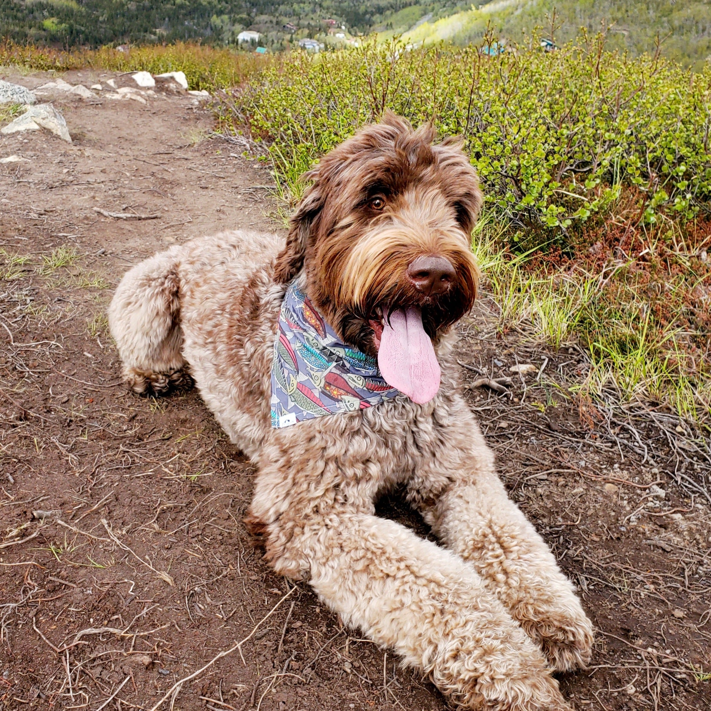Salmon Dog Bandana - Headband Happy AK