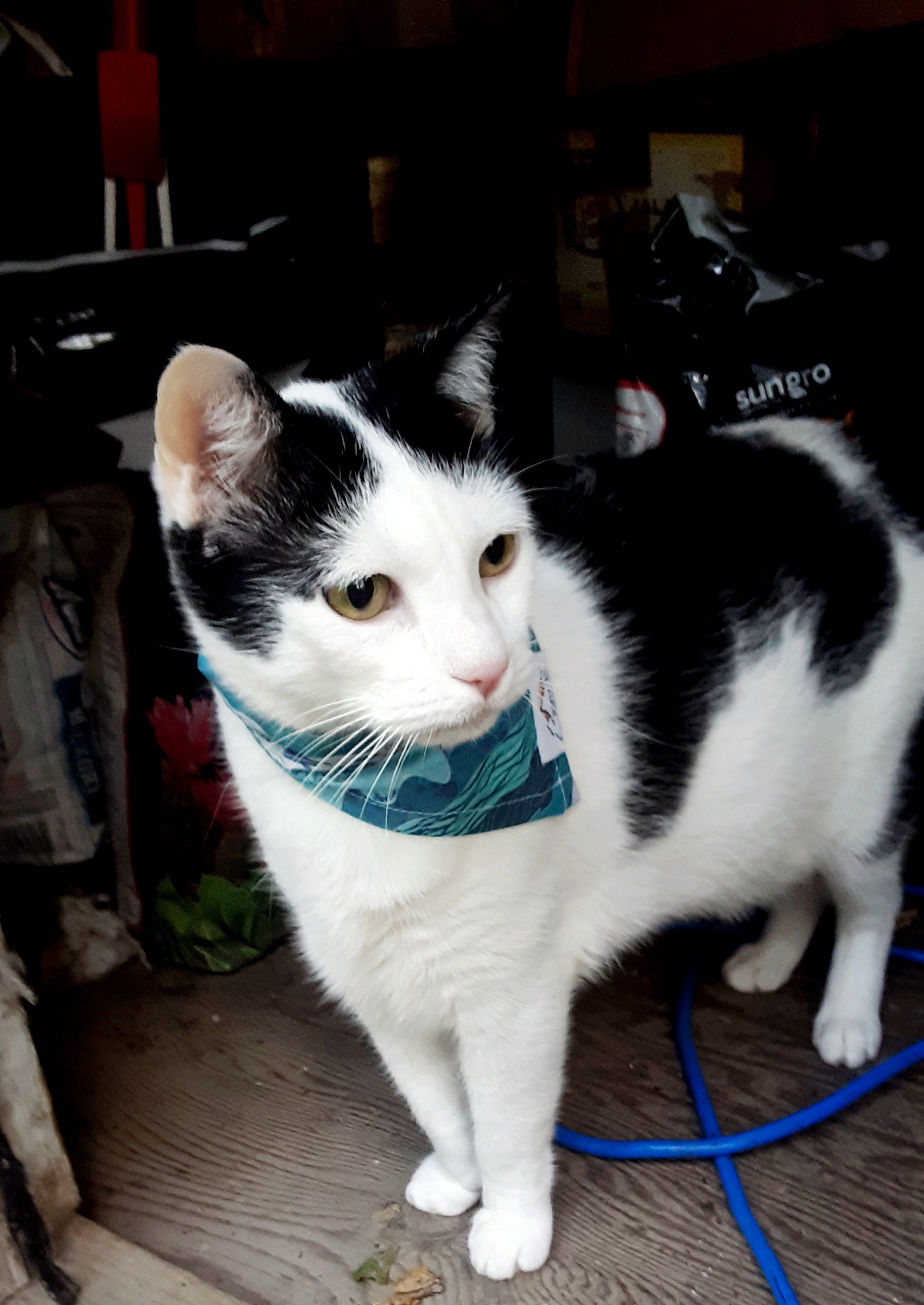 Rivers Pet Bandana