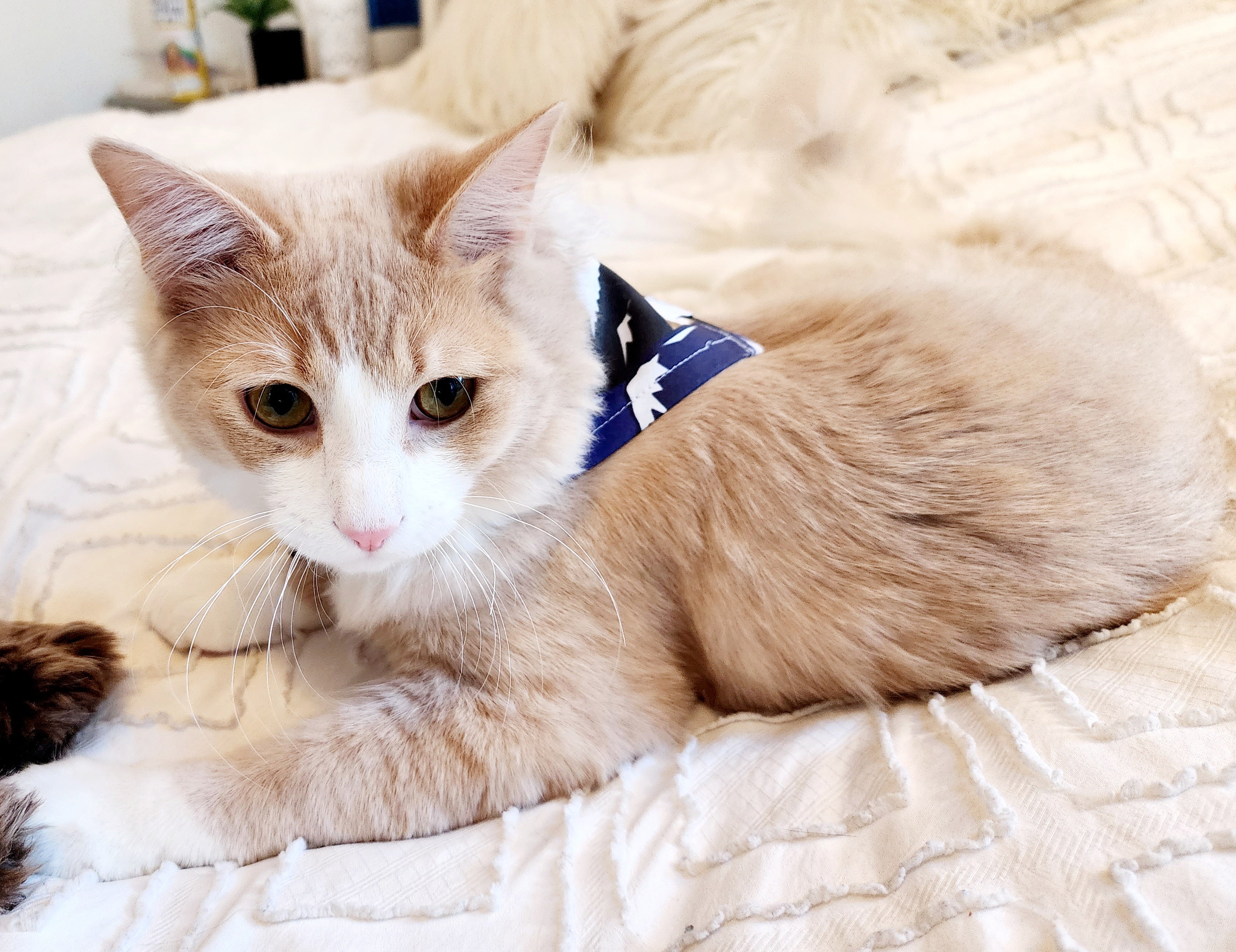 Tallest Peaks Dog | Cat Bandana