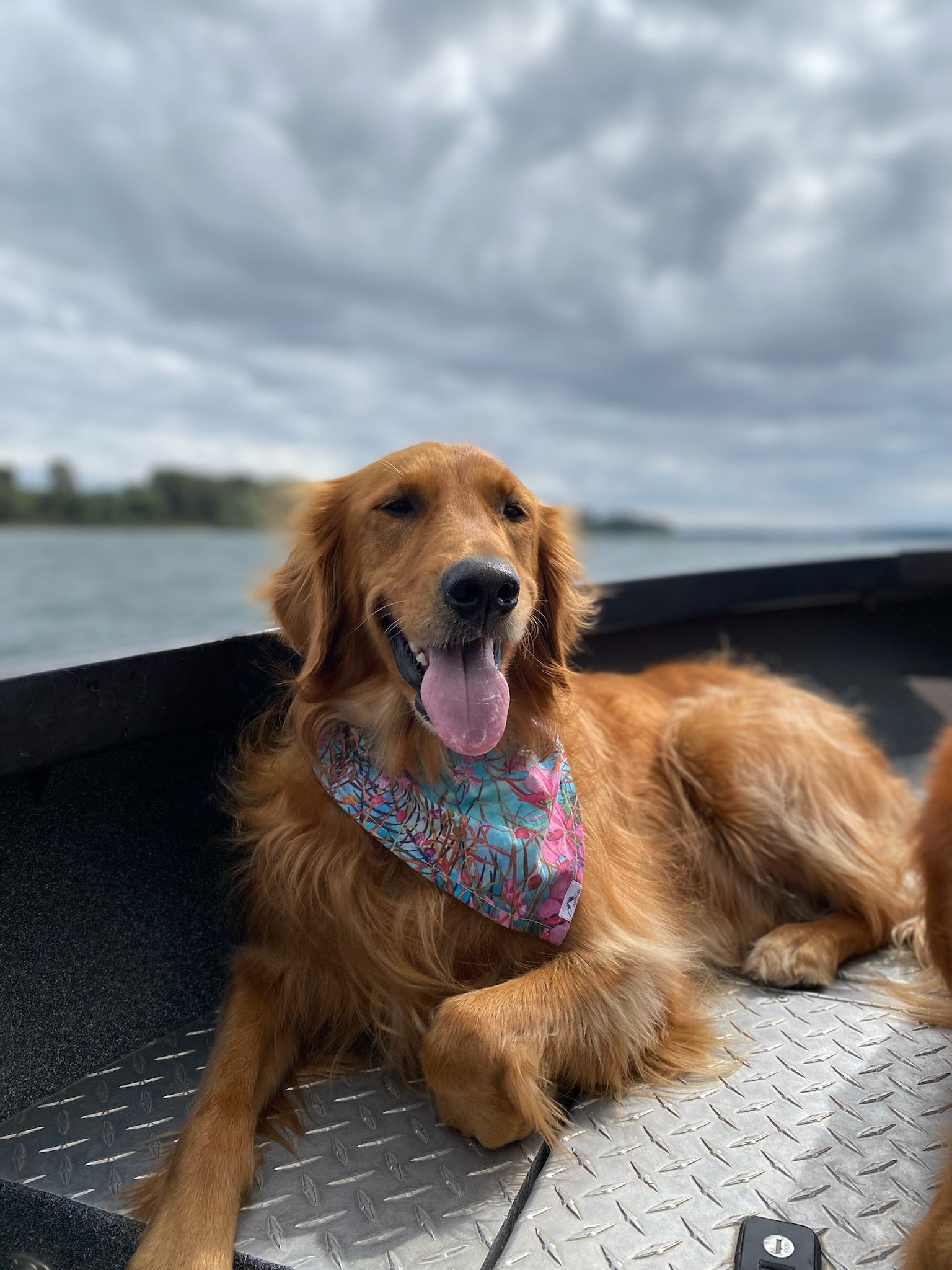 Fireweed Pet Bandana